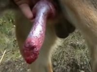 Horny whore playing with stray dog's cock